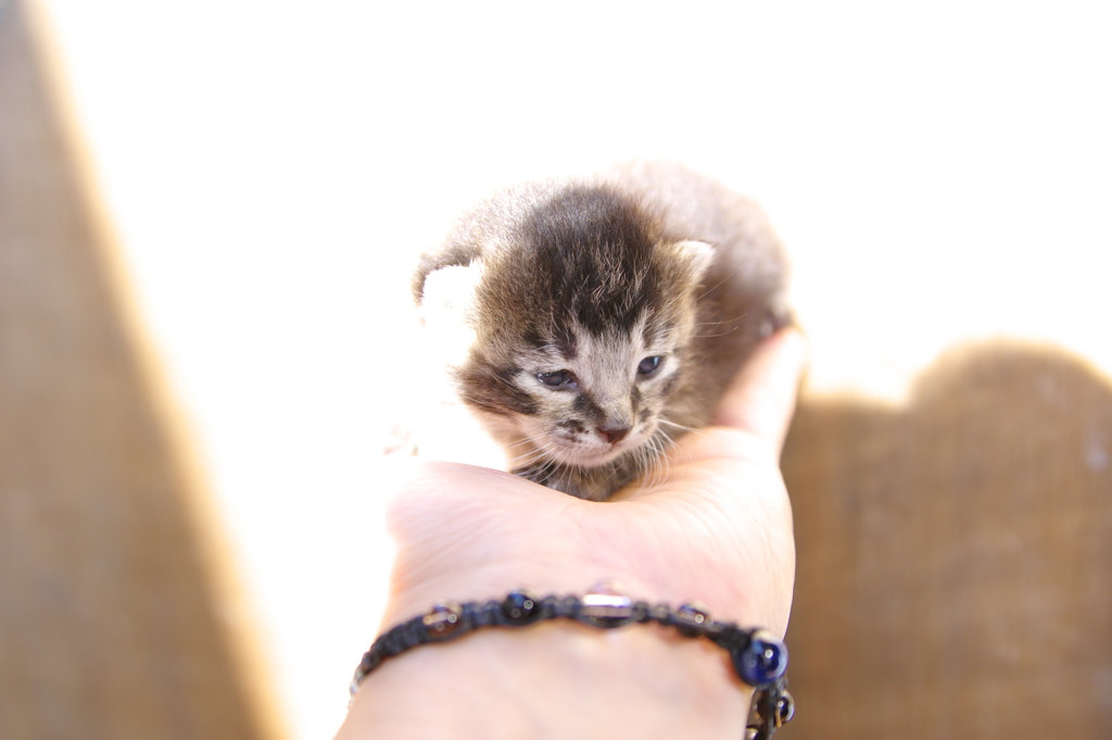 素敵なにゃんこ