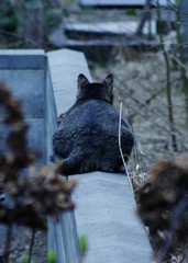 塀が好きなにゃんこ