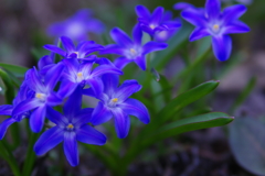 通りがかりのお花