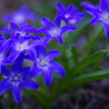 通りがかりのお花
