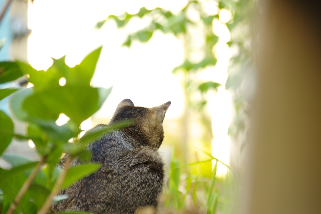 尾行されるにゃんこ