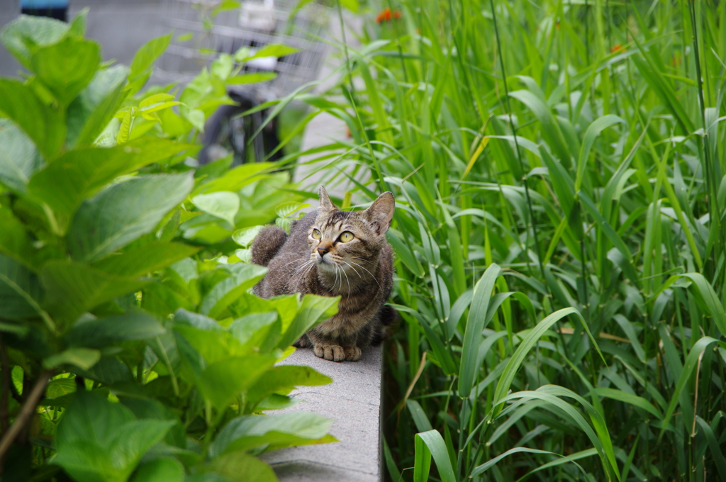 発見にゃんこ