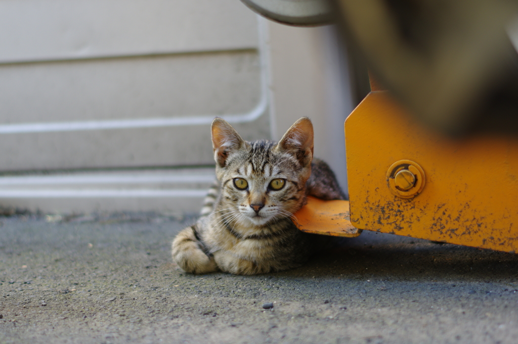 期待のまなざしにゃんこ