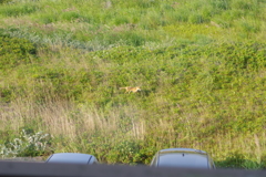 キツネは走る