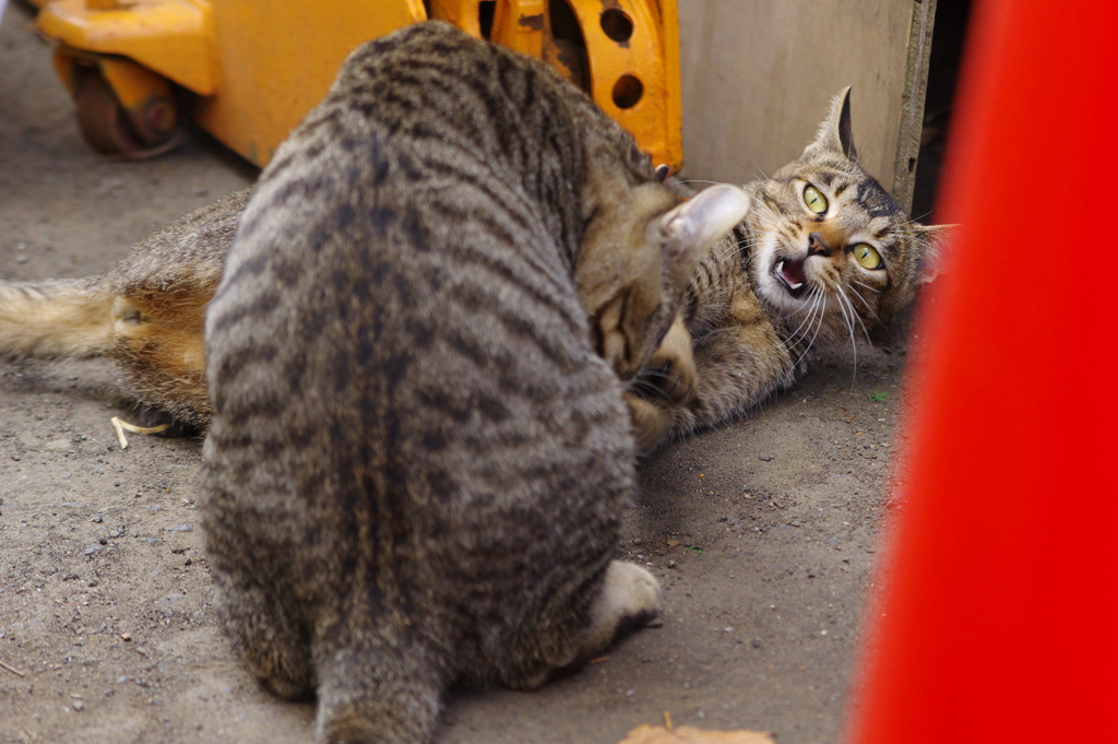 拒絶にゃんこ　その2