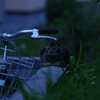 夕闇にゃんこ　その２