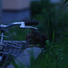 夕闇にゃんこ