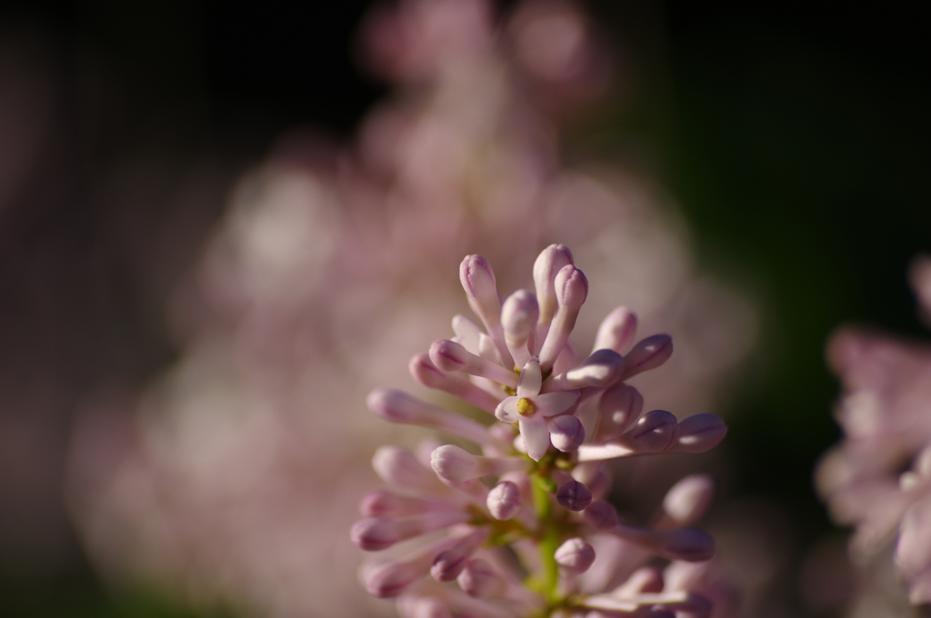 たまに花も撮る-2