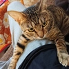 ダメダメにゃんこ