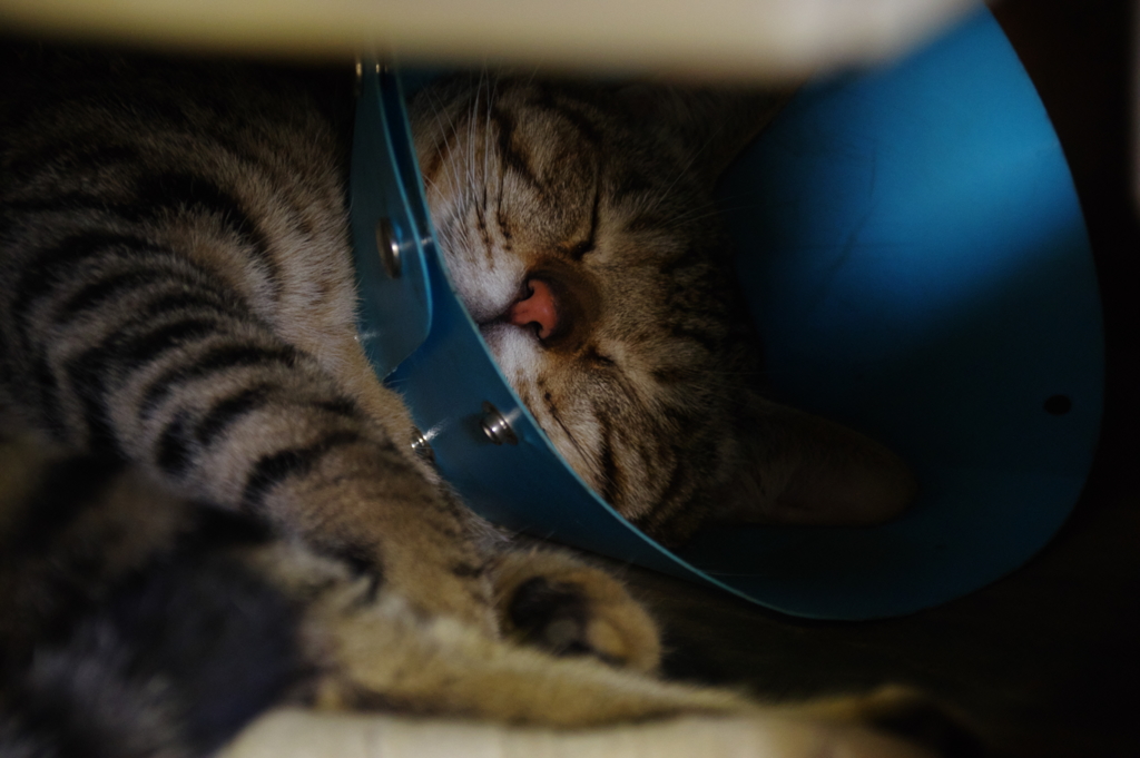 隠れ寝るにゃんこ