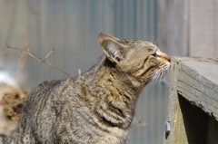 鼻乾燥にゃんこ