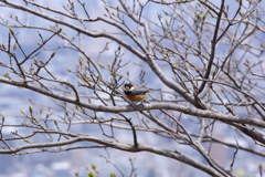 見晴らす鳥さん