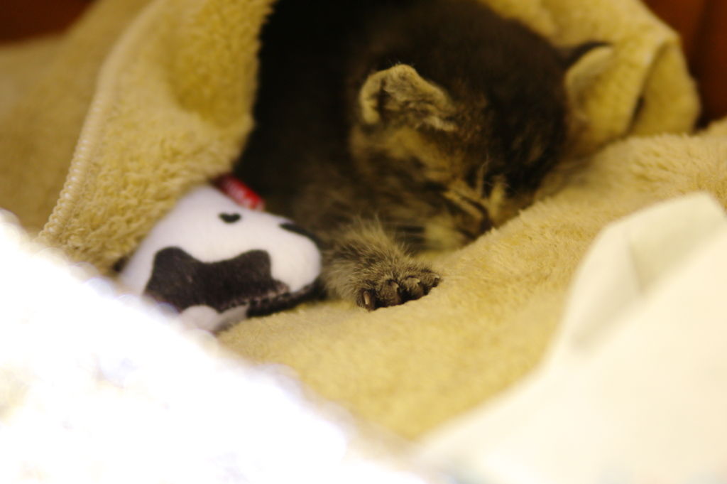 おてて可愛いにゃんこ