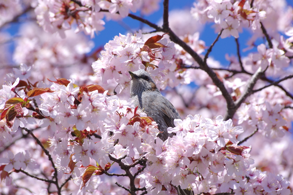 たまには鳥も撮る 1