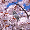 たまには鳥も撮る 1