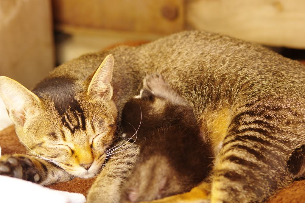 マネっこにゃんこ