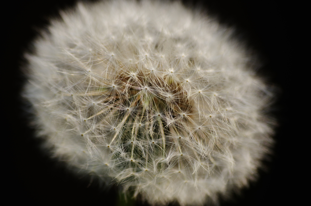 綿毛さん...触らないよ(*^^♪