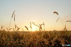 Foxtail