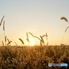 Foxtail