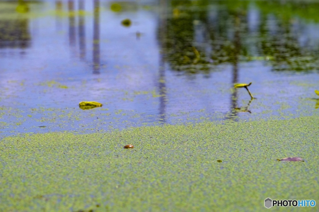 lotus field