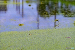 lotus field