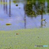 lotus field