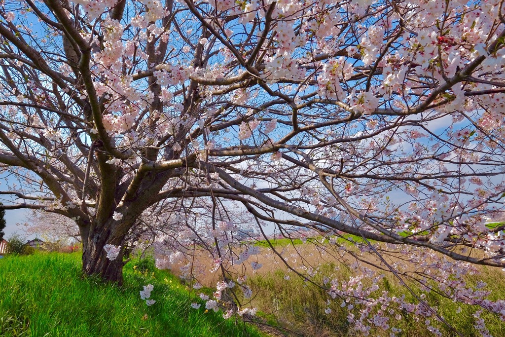 SAKURA