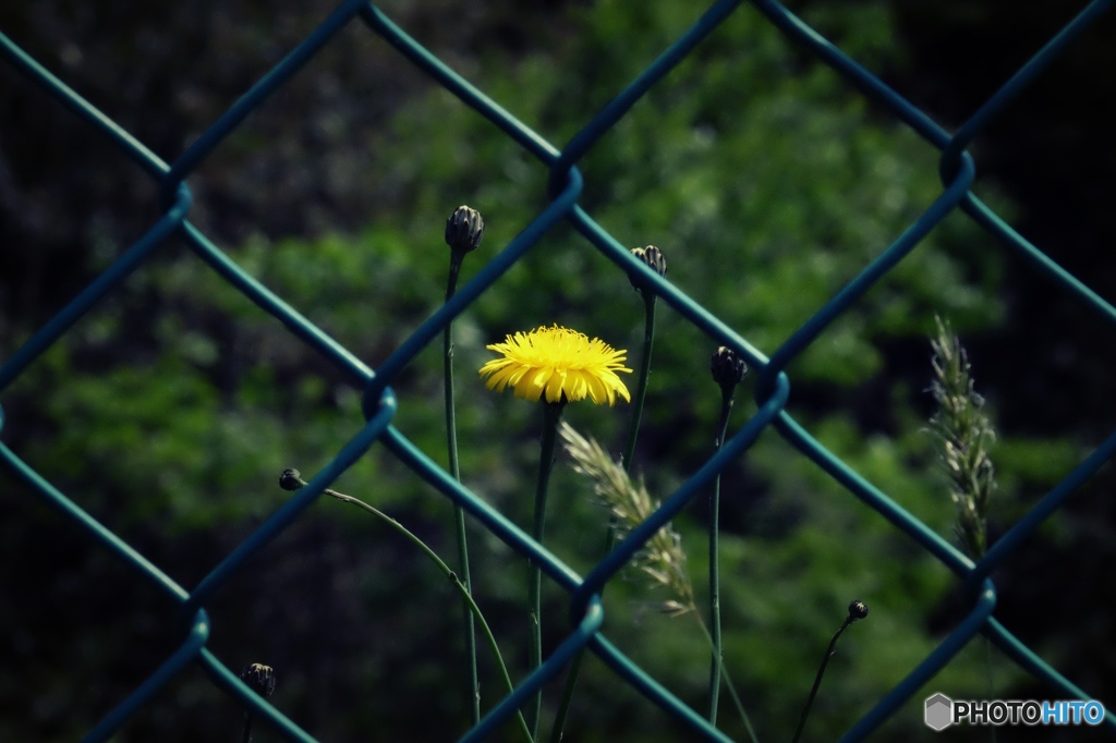 Imprisoned flower
