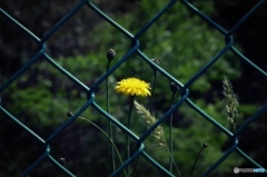 Imprisoned flower