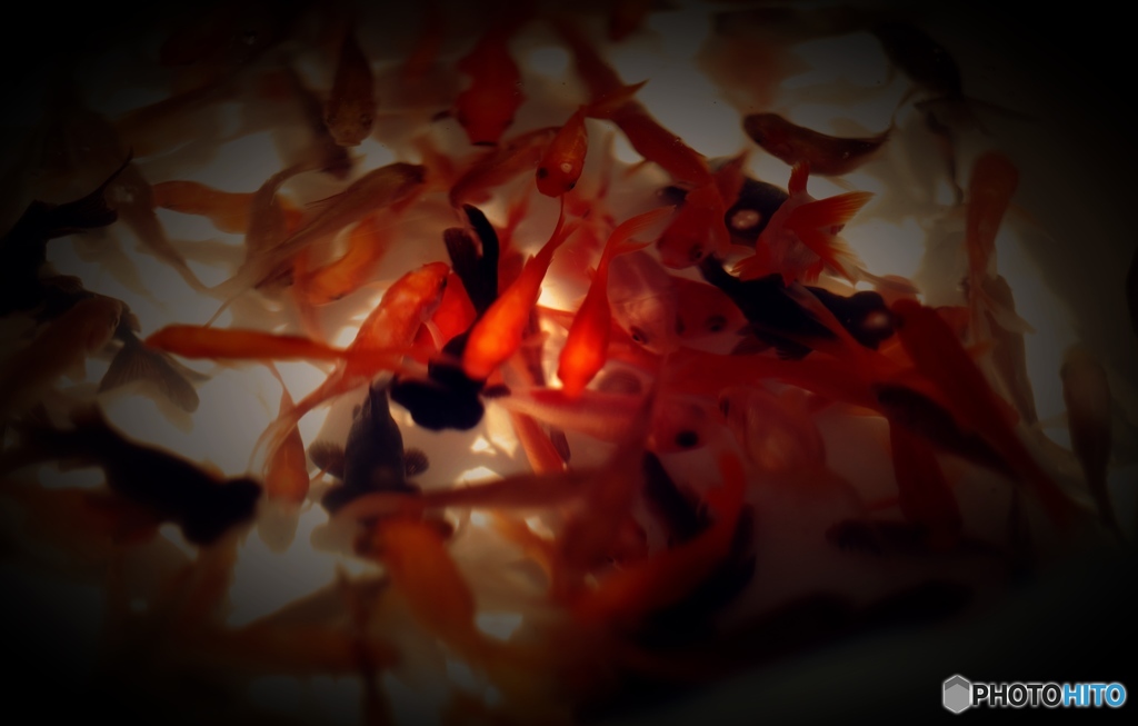 Goldfish