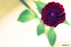 Dahlia