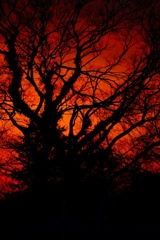 Blood vessel