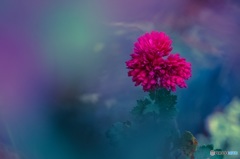 Mind