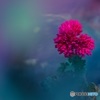 Mind