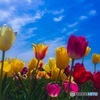 Tulip