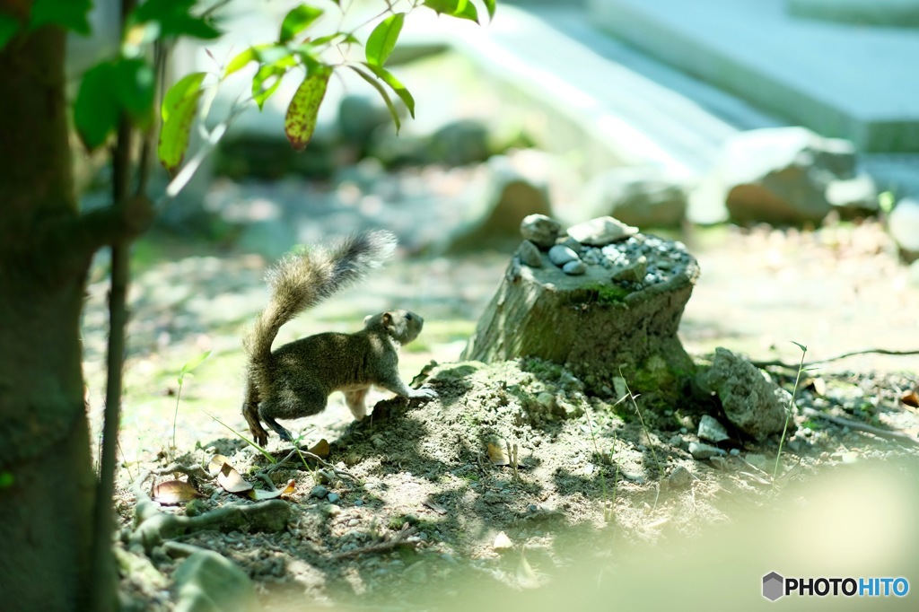 Squirrel
