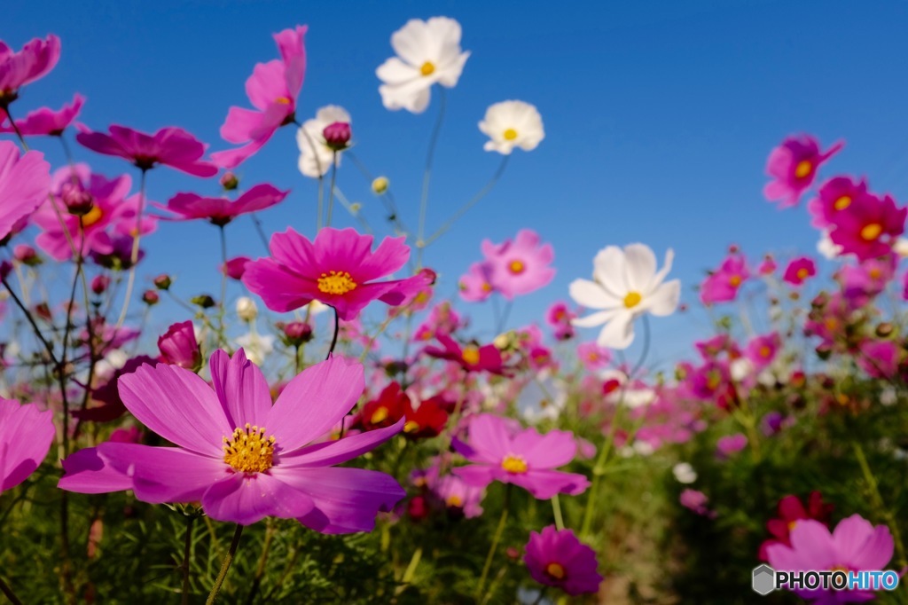 Cosmos