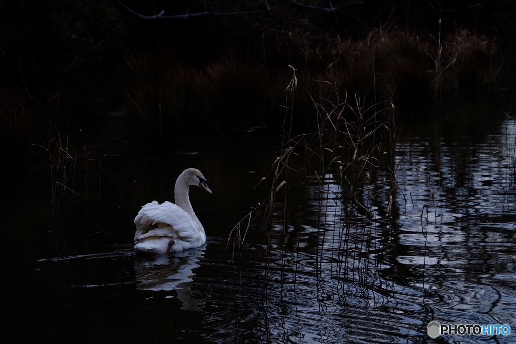 Swan