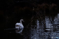 Swan