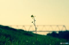 Early spring