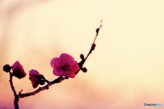 Plum-blossoms