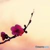 Plum-blossoms