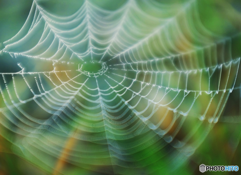 Web