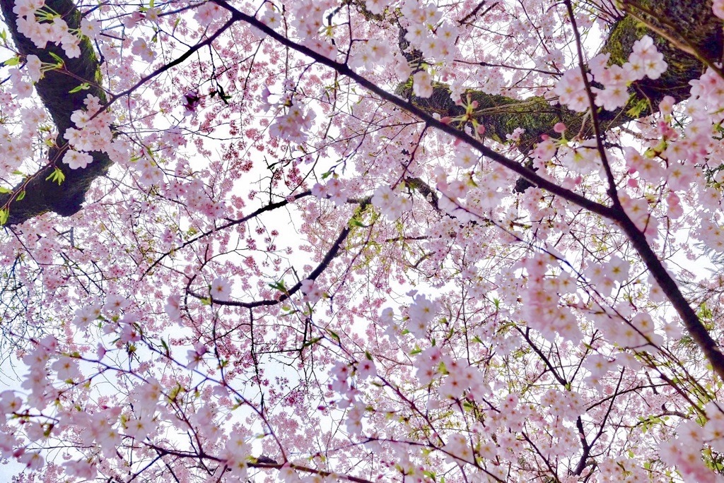Spring spring