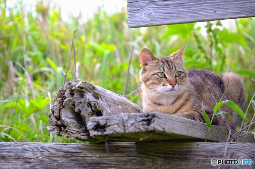 Cat stare at the sea