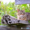 Cat stare at the sea