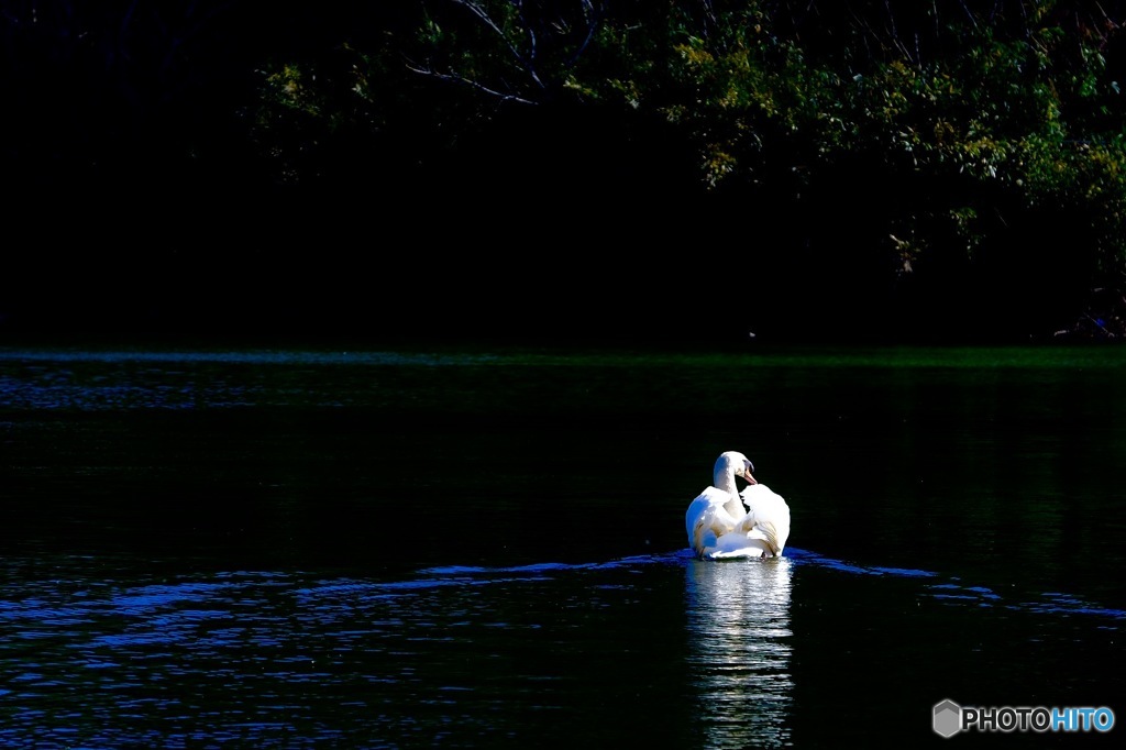 Swan