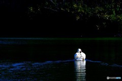 Swan