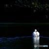 Swan