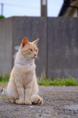 Old cat stare at the sea